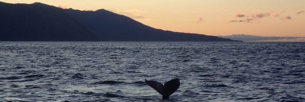 Whale coming up from the ocean
