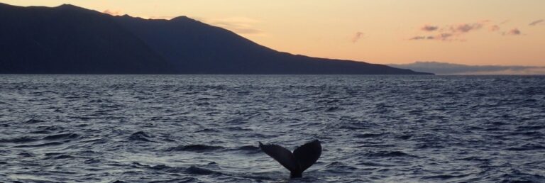 Whale coming up from the ocean