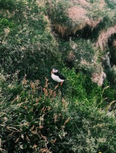 A Puffin in Iceland