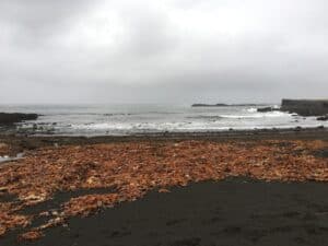 Akranes Black sand beach