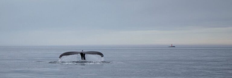 big whale tale coming out of the ocean