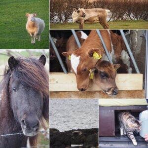 Animals in Iceland