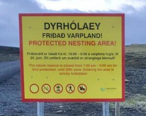 Birds in Dýrhólaey