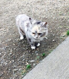 Cats in Westman islands