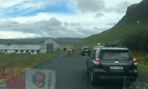 Cow crossing outside Vik