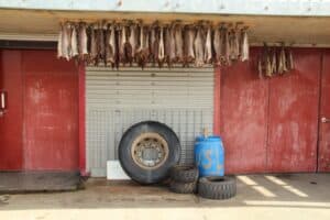 Drying fish Iceland