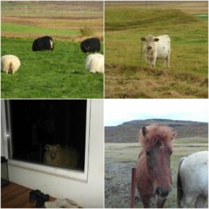 Farm animals in Iceland