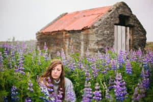 Fields of Lupine in Iceland