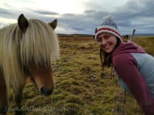 Free roaming horses in Iceland Free roaming horses in Iceland