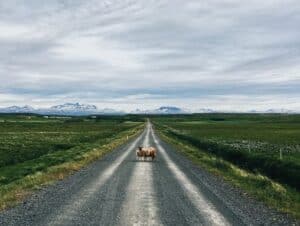 Free roaming sheep in Iceland