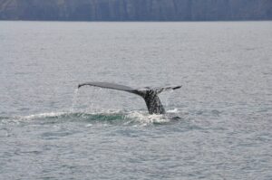 Gentle giants in north Iceland