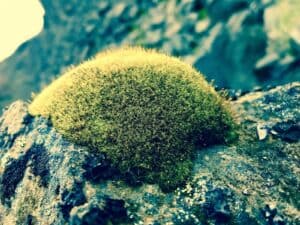 Hidden Trolls in Iceland