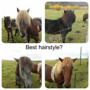 Horse hairstyles