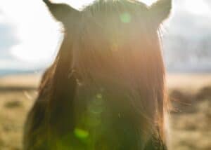 Horse of Iceland