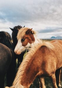 Icelandic horses