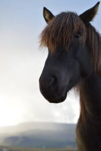 Horses in Mosfellsbæ