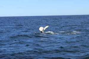 Humpback whales North Iceland