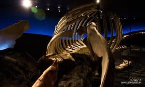 Húsavik whale museum