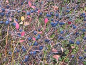 Icelandic Blueberries
