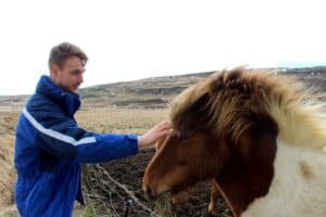 Icelandic Horses