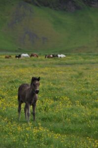 Icelandic Pony Icelandic Pony