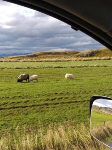 Icelandic Sheep