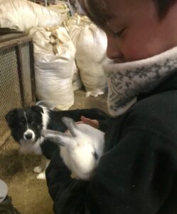 Icelandic Sheep Dog Icelandic Sheep Dog