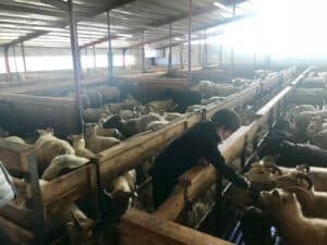 Icelandic Sheep farm Icelandic Sheep farm