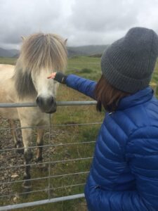 Icelandic horse