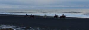 Icelandic horses on a black sand beach