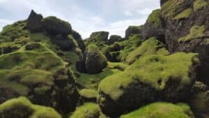 Icelandic moss