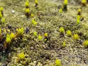 Icelandic moss