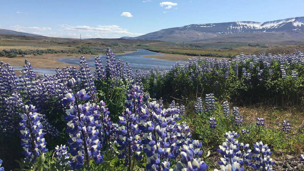 Lupines, Spring in Iceland, Colors, Rent.is, Campingtrip