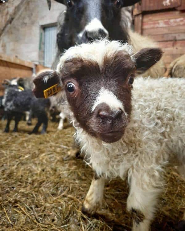 Lambs in Iceland, Around Iceland, Spring, traveling, Rent.is