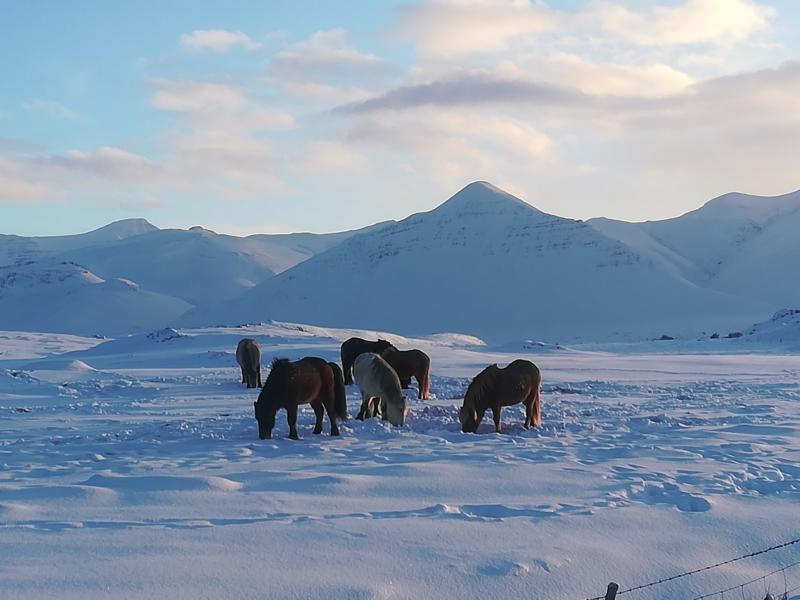 Icelandic horses, always outside, beautiful nature, Snow, Winter travel