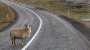 Lamd on the Ring road