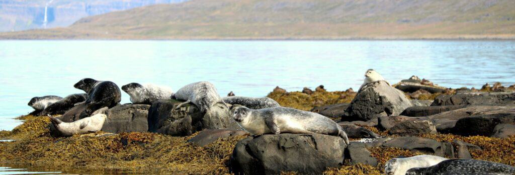 Seals relaxing in the Westfjords of Iceland