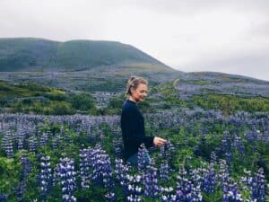 Lupine of Iceland