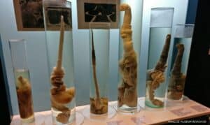 Phallus Museum Reykjavik