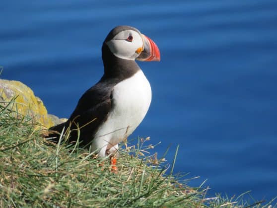 Puffin in Borgarfjörður Eystri