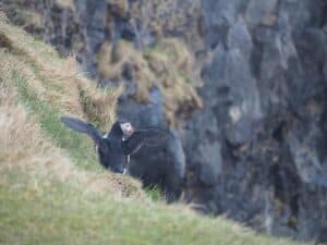 Puffins Iceland