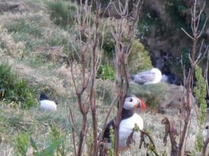 Puffins in Iceland