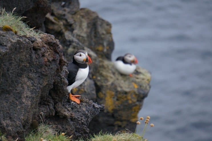 Puffins in Westman Islands
