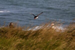 Puffins in the wild