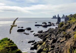 Seagulls by Reynisdrangar