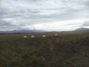 Sheep in Iceland