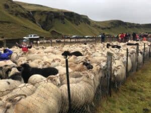 Sheep roundup Iceland