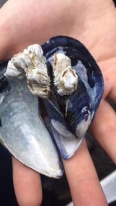 Smelly seashells Smelly seashells