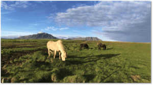 The Horses of Iceland