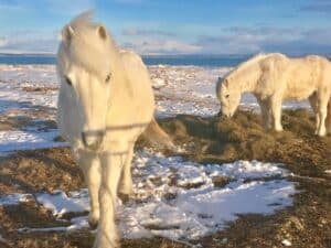 The Icelandic Horses The Icelandic Horses